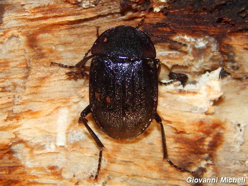 Silpha atrata? Phosphuga atrata, Silphidae